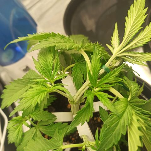 White Widow Automatic #2 growlog timeline photo
