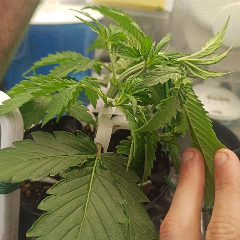 White Widow Automatic #2 growlog timeline photo