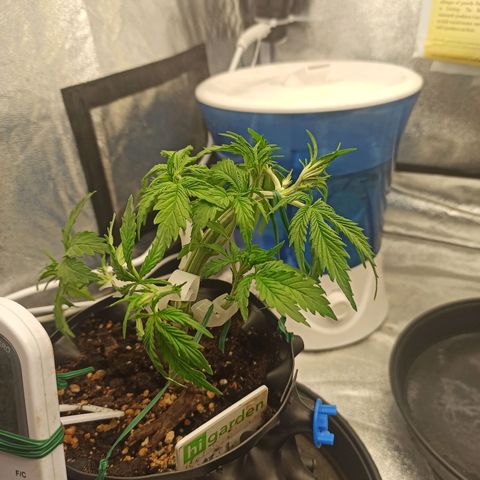White Widow Automatic #2 growlog timeline photo