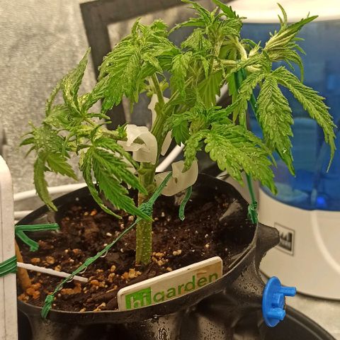 White Widow Automatic #2 growlog timeline photo