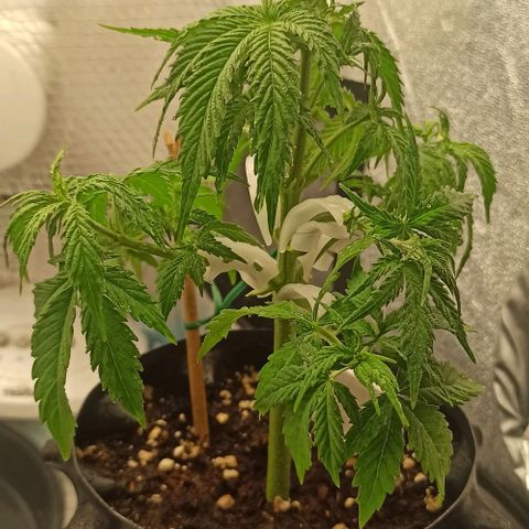 White Widow Automatic #1 growlog timeline photo