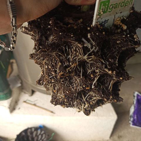 White Widow Automatic #2 growlog timeline photo