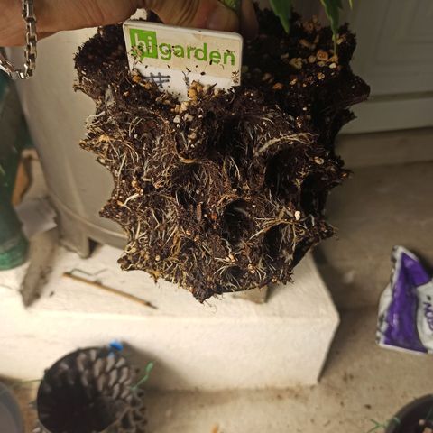 White Widow Automatic #2 growlog timeline photo