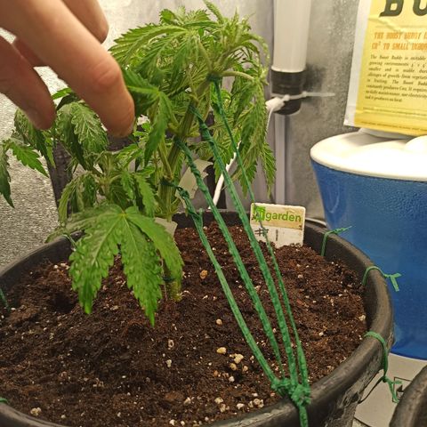 White Widow Automatic #2 growlog timeline photo