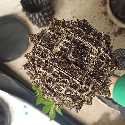 White Widow Automatic #2 growlog timeline photo