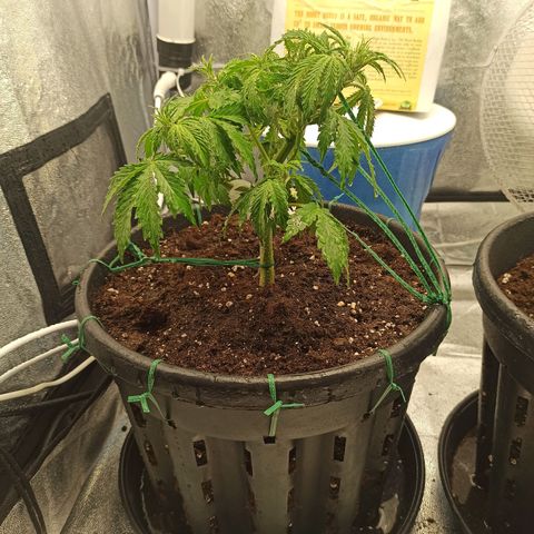 White Widow Automatic #2 growlog timeline photo
