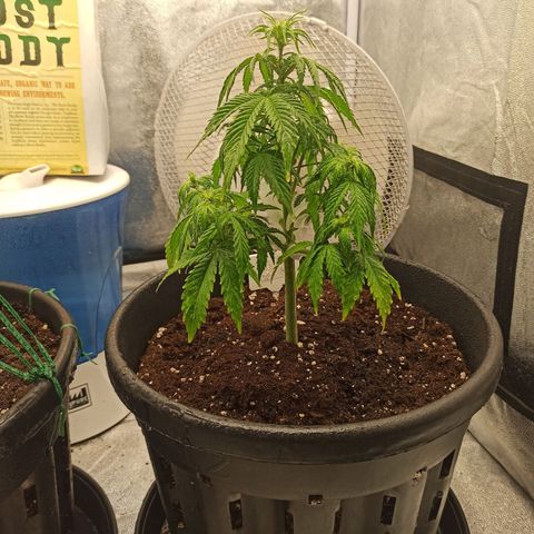 White Widow Automatic #1 growlog timeline photo
