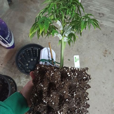 White Widow Automatic #1 growlog timeline photo