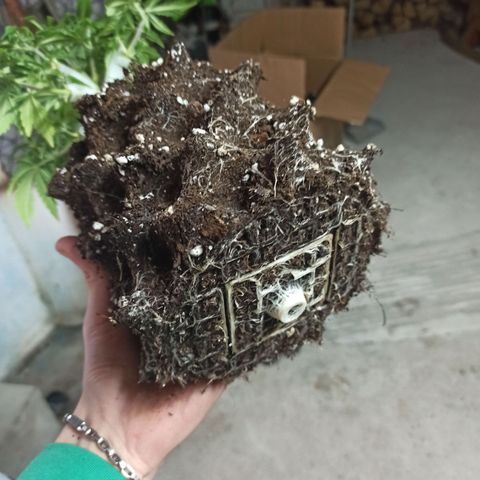 White Widow Automatic #1 growlog timeline photo