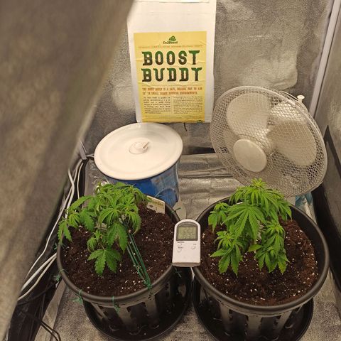 White Widow Automatic #1 growlog timeline photo