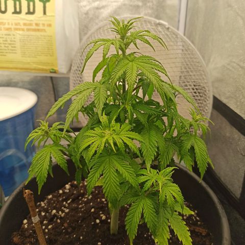 White Widow Automatic #1 growlog photo: Ligeira cor amarelada da planta.
Indicação de excesso de nutrientes.
Rega apenas de água com pH controlado de 6.5 até recuperar