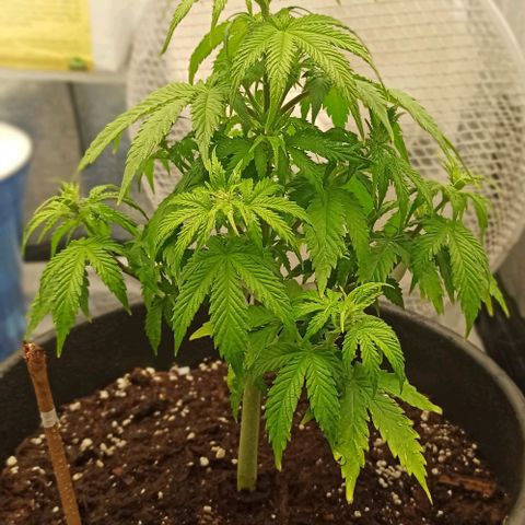 White Widow Automatic #1 growlog photo: Ligeira cor amarelada da planta.
Indicação de excesso de nutrientes.
Rega apenas de água com pH controlado de 6.5 até recuperar