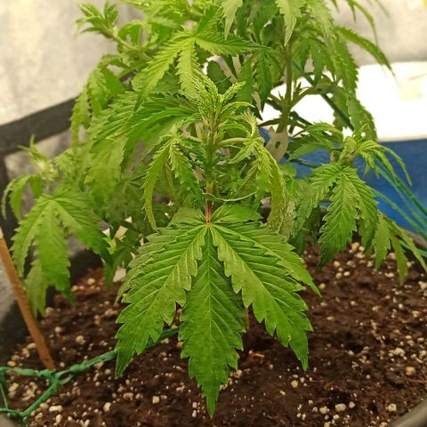White Widow Automatic #2 growlog timeline photo