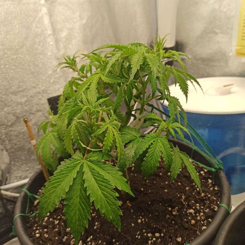 White Widow Automatic #2 growlog timeline photo