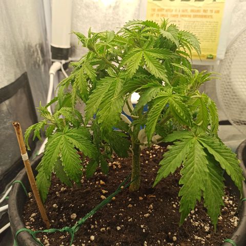 White Widow Automatic #2 growlog timeline photo