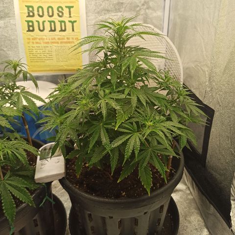 White Widow Automatic #1 growlog timeline photo