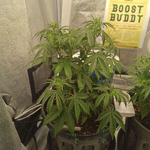 White Widow Automatic #2 growlog timeline photo