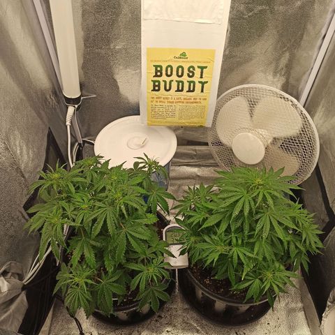 White Widow Automatic #1 growlog timeline photo