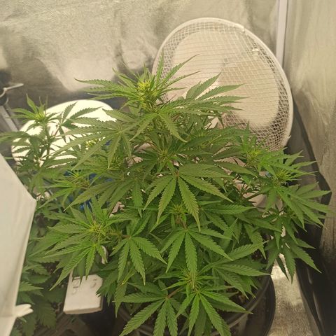 White Widow Automatic #1 growlog timeline photo