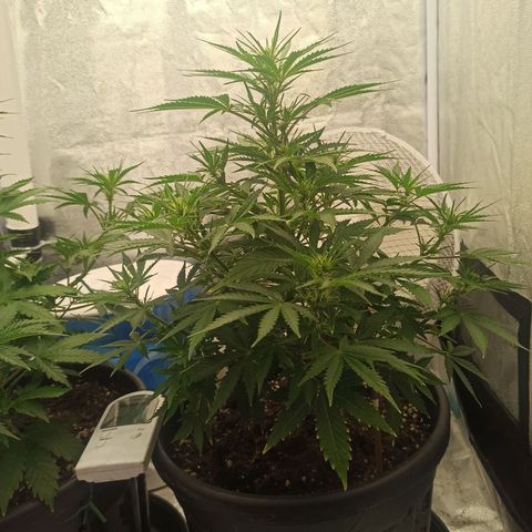 White Widow Automatic #1 growlog timeline photo