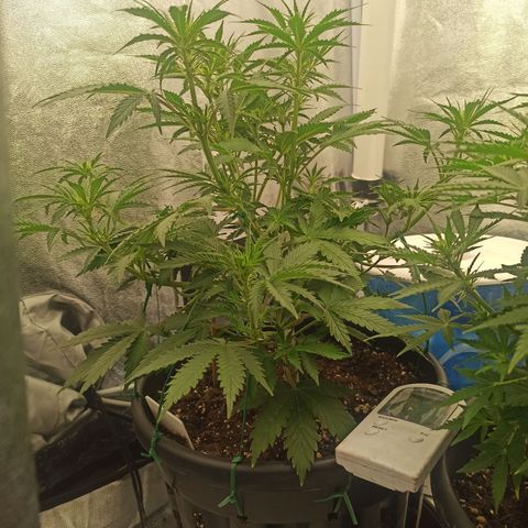 White Widow Automatic #2 growlog timeline photo