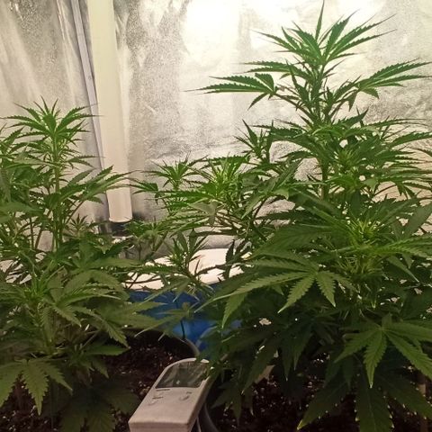 White Widow Automatic #1 growlog timeline photo