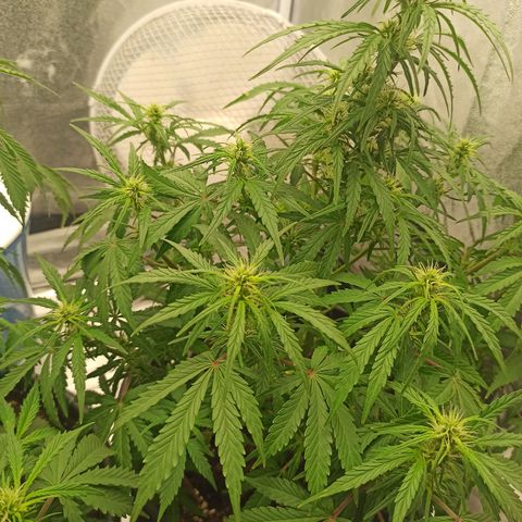 White Widow Automatic #1 growlog timeline photo
