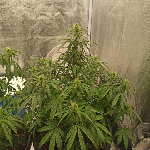 White Widow Automatic #1 growlog timeline photo