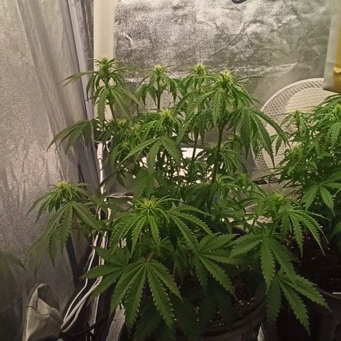 White Widow Automatic #2 growlog timeline photo