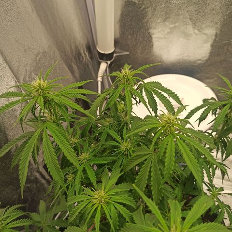 White Widow Automatic #2 growlog timeline photo