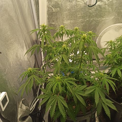 White Widow Automatic #2 growlog timeline photo