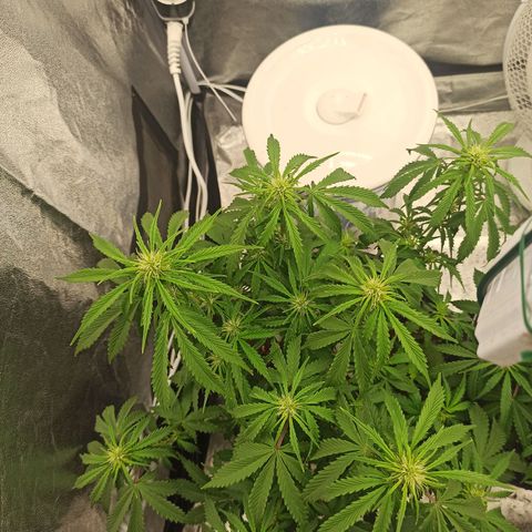 White Widow Automatic #2 growlog timeline photo