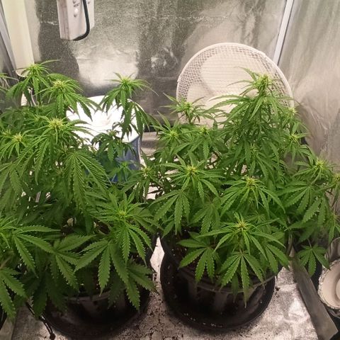 White Widow Automatic #1 growlog timeline photo