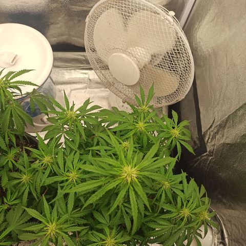 White Widow Automatic #1 growlog timeline photo
