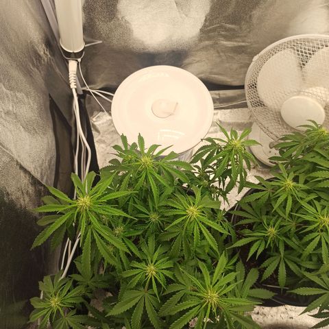 White Widow Automatic #2 growlog timeline photo