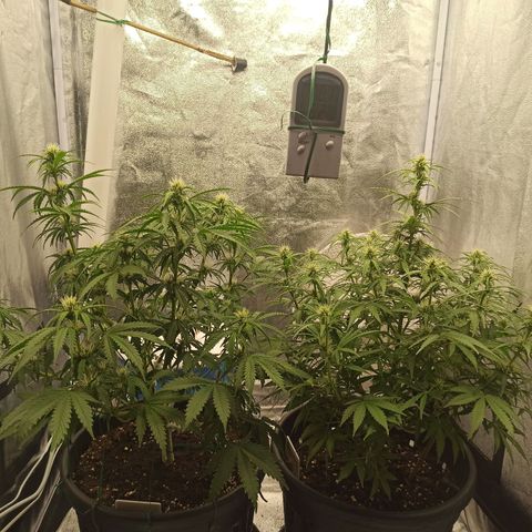 White Widow Automatic #1 growlog timeline photo