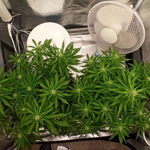 White Widow Automatic #1 growlog timeline photo