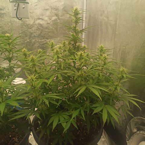 White Widow Automatic #1 growlog photo: Antes de aplicar treino "Lollipop" com desfolhagem 