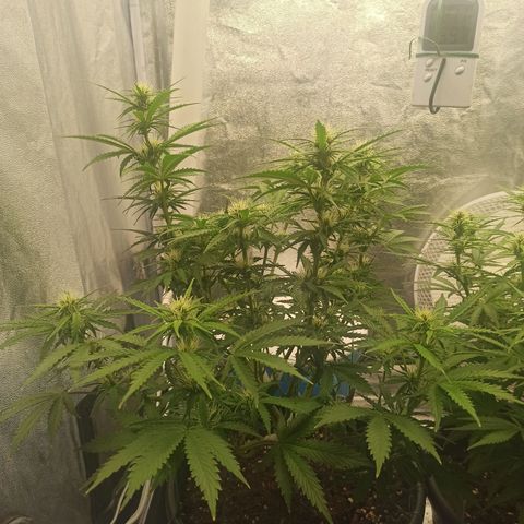 White Widow Automatic #2 growlog photo: Antes de aplicar treino "Lollipop" com desfolhagem 