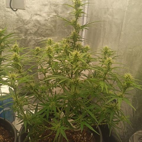 White Widow Automatic #1 growlog photo: Após aplicação do treino "Lollipop" com desfolhagem