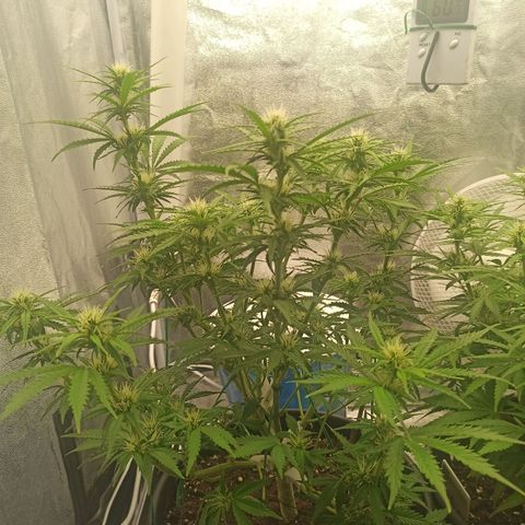 White Widow Automatic #2 growlog photo: Após aplicação do treino Lollipop com desfolhagem 