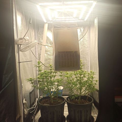 White Widow Automatic #1 growlog photo: Após aplicação do treino Lollipop com desfolhagem 