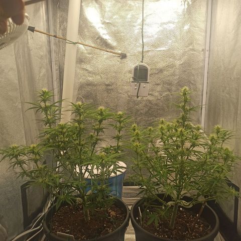 White Widow Automatic #1 growlog photo: Após aplicação do treino Lollipop com desfolhagem 
