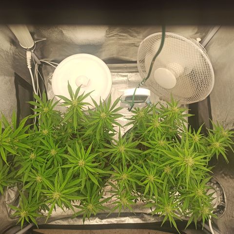 White Widow Automatic #1 growlog photo: Após aplicação do treino Lollipop com desfolhagem 