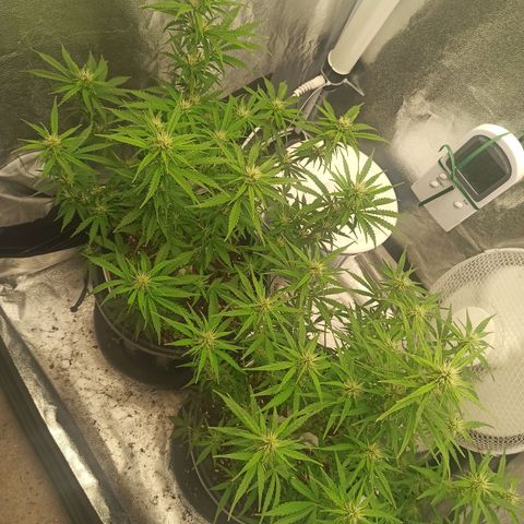 White Widow Automatic #1 growlog photo: Após aplicação do treino Lollipop com desfolhagem 