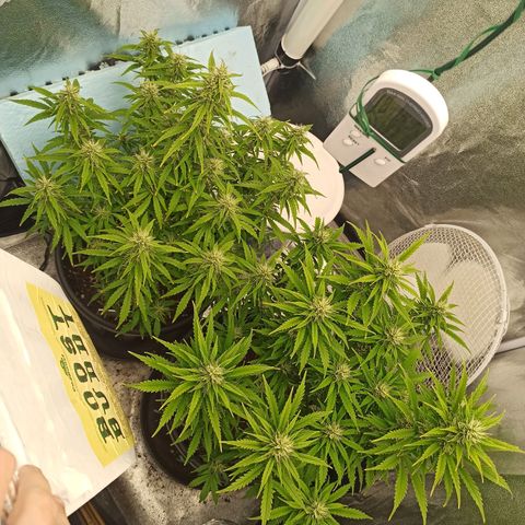 White Widow Automatic #1 growlog timeline photo