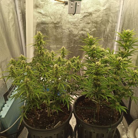 White Widow Automatic #1 growlog timeline photo
