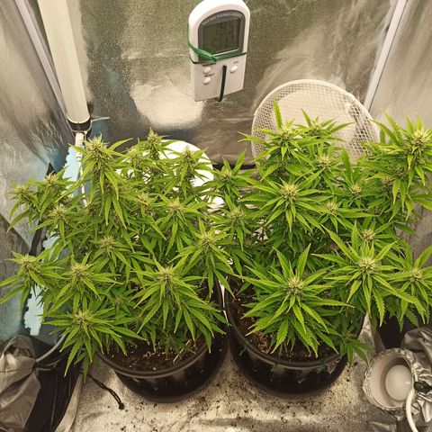 White Widow Automatic #1 growlog timeline photo