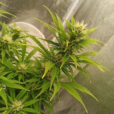White Widow Automatic #2 growlog timeline photo