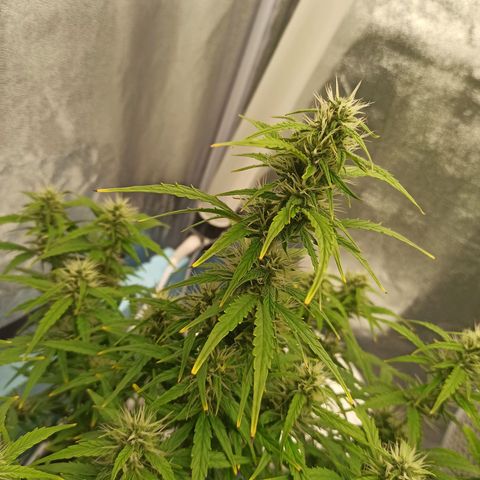 White Widow Automatic #1 growlog timeline photo